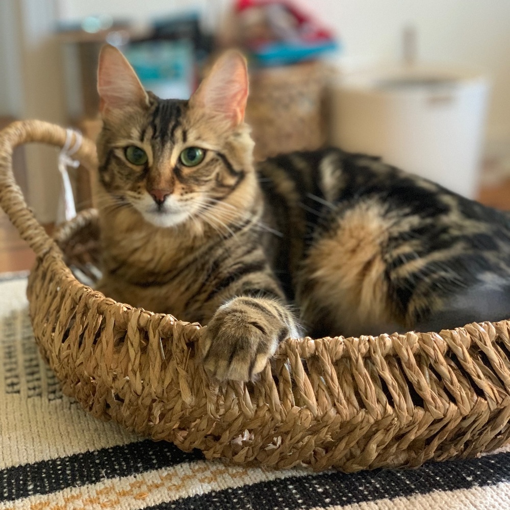 Meet your Posher, Dahlia